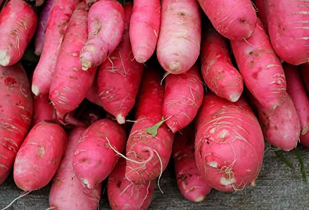 China Rose Pink Radish Seeds, 125 Heirloom Seeds Per Packet, Non Gmo Seeds