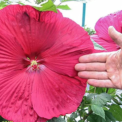 YEGAOL Garden 100Pcs Giant Hibiscus Seeds Dinnerplate Hibiscus Seeds Moscheutos Swamp Mallow Perennial Huge Hardy Ornamental Wide Home Garden Plant Outdoor Flower Seeds