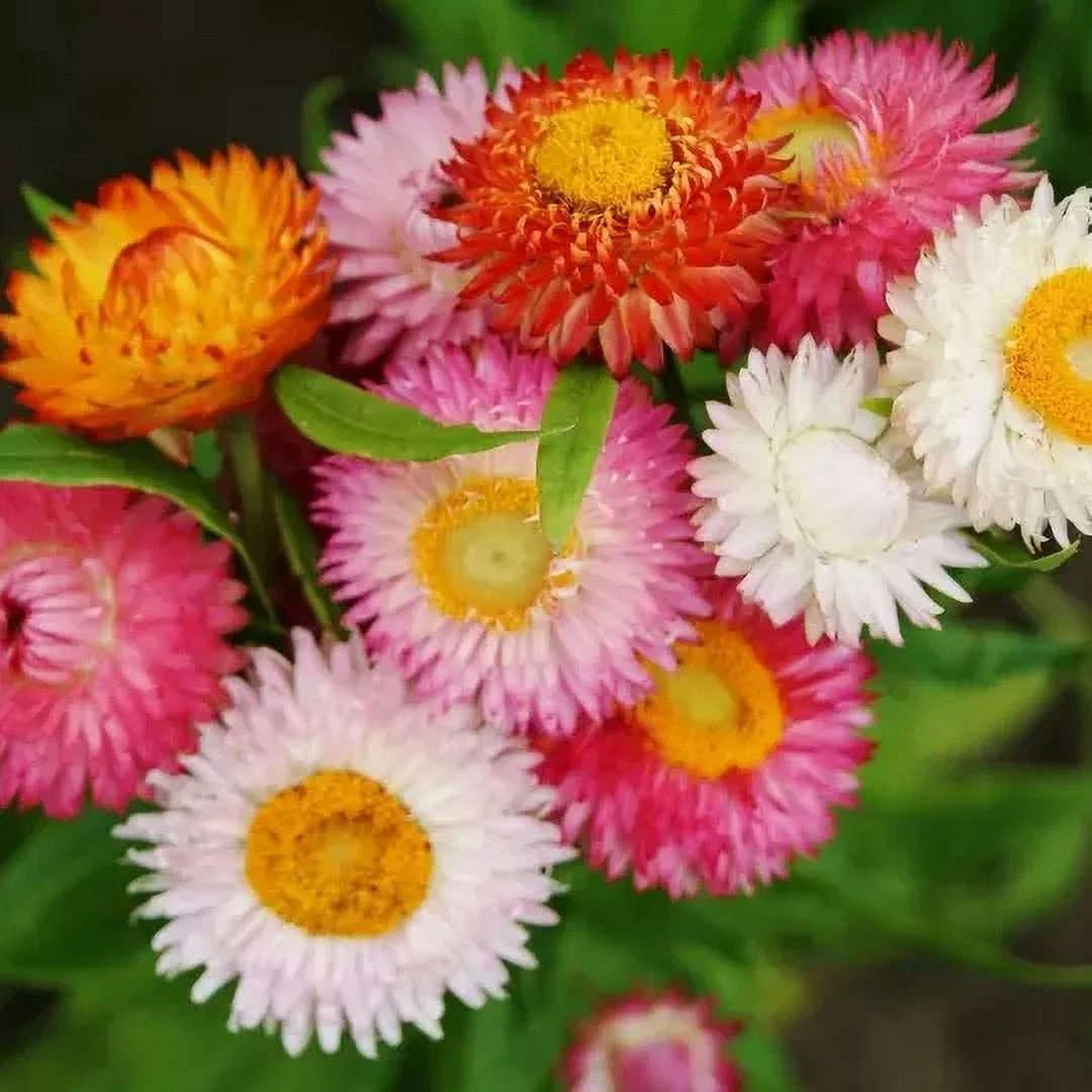 200 Strawflower Tall Mixed seeds