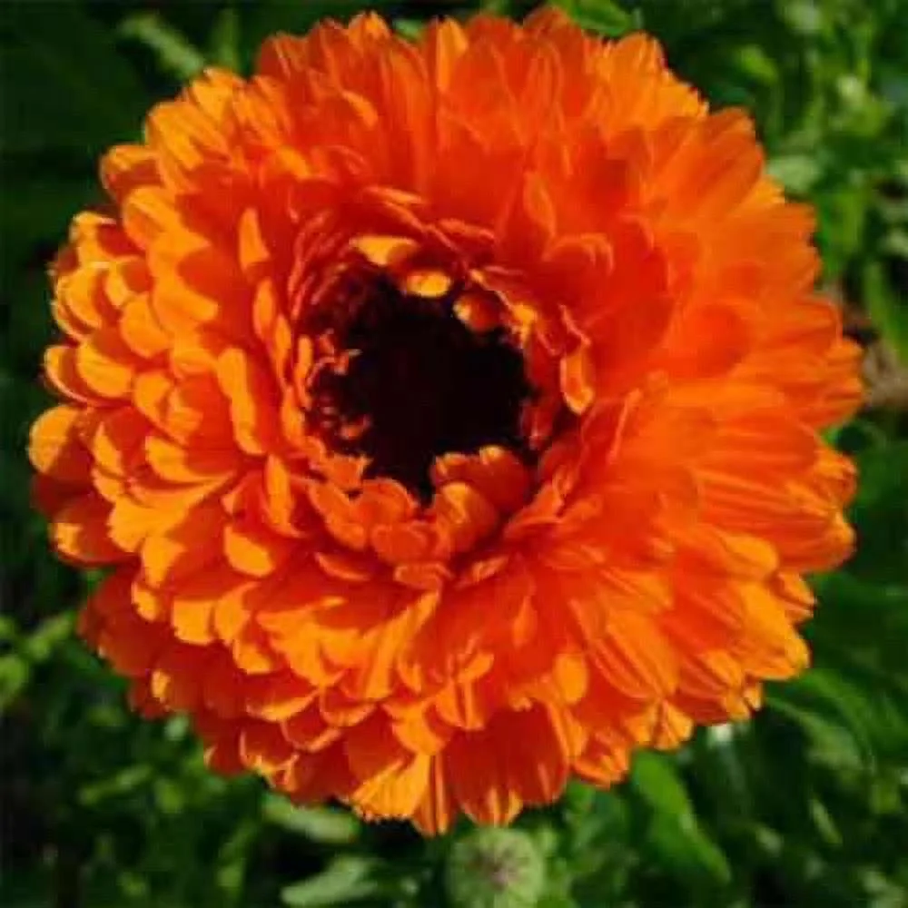 Pot Marigold Seeds Drought Resistant Calendula Officinalis Geisha Girl Flower Seed - 2000 Seeds