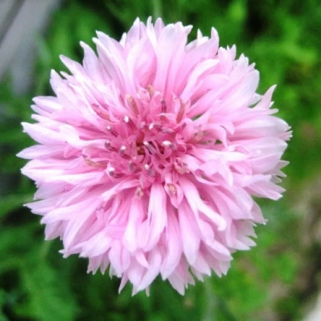 Cornflower / Bachelor Button Seeds - Tall Pink - 1/4 Pound - Pink Flower Seeds,  Heirloom Seed  Attracts Bees, Attracts Butterflies, Attracts Pollinators, Edible, Extended Bloom Time, Container Garden