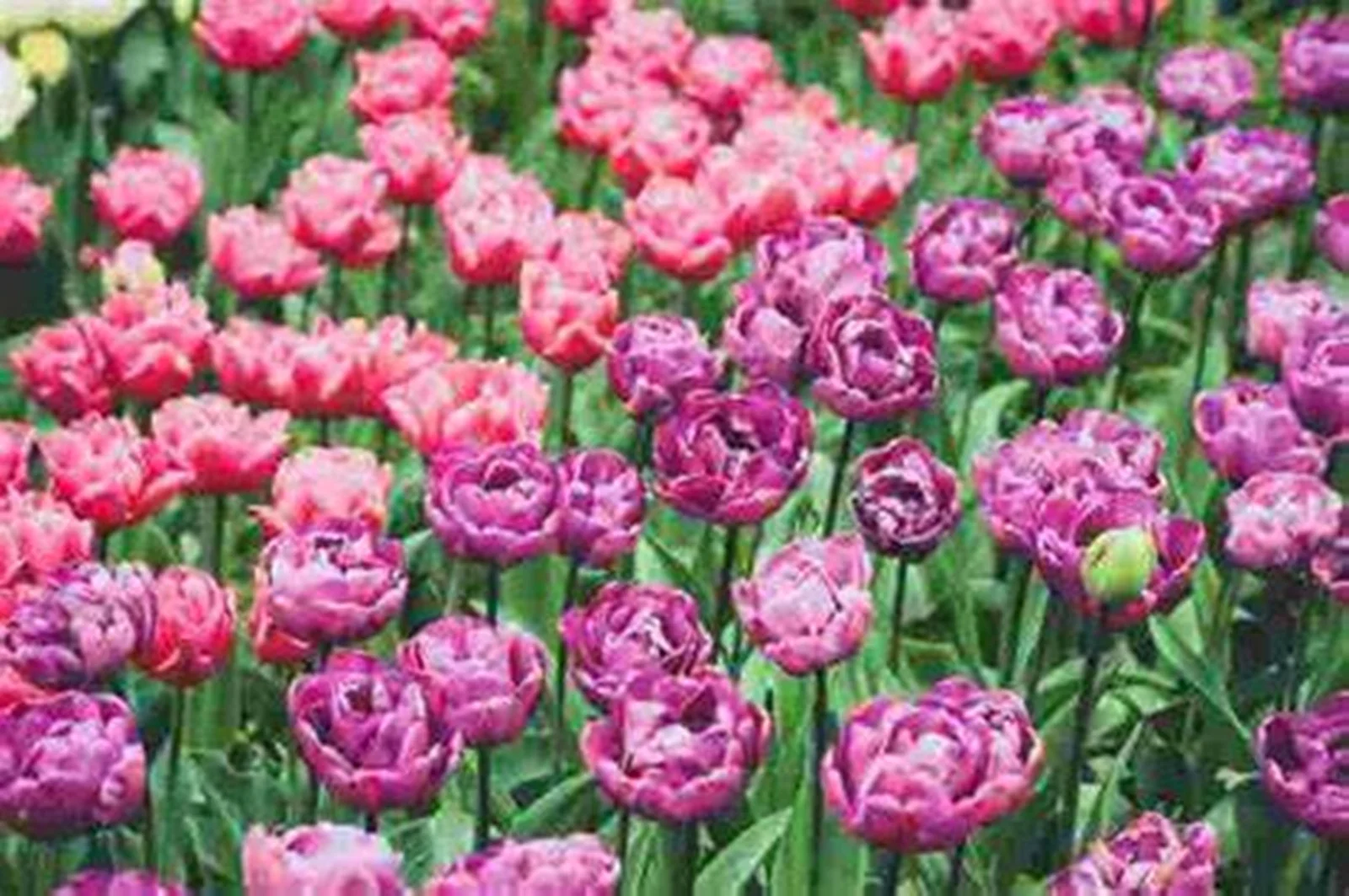 Tulip Bulbs, Tulip Plant Bulbs,Garden Plants, Tulip Flowers,Tulip Bulbs For Sale