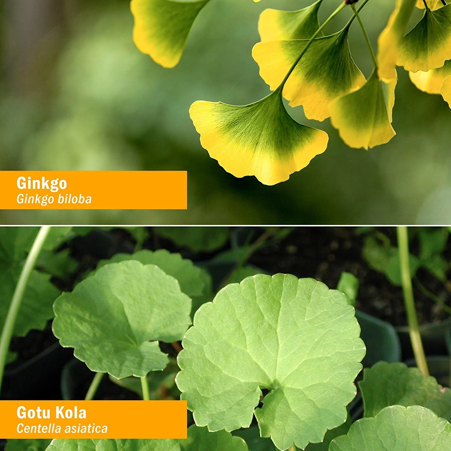 Herb Pharm Brain and Memory Herbal Formula with Ginkgo for Memory and Concentration- 1 Ounce