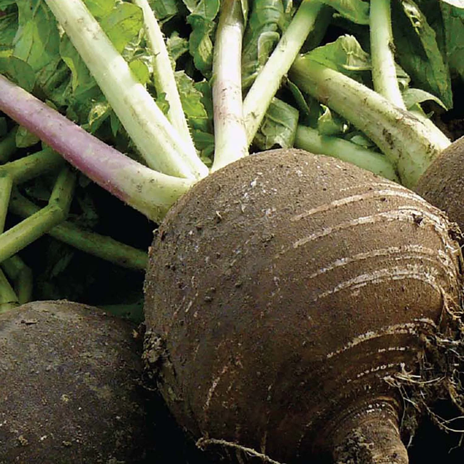 American Seed 1G Radish Black Spanish Plant Seeds Full Sun