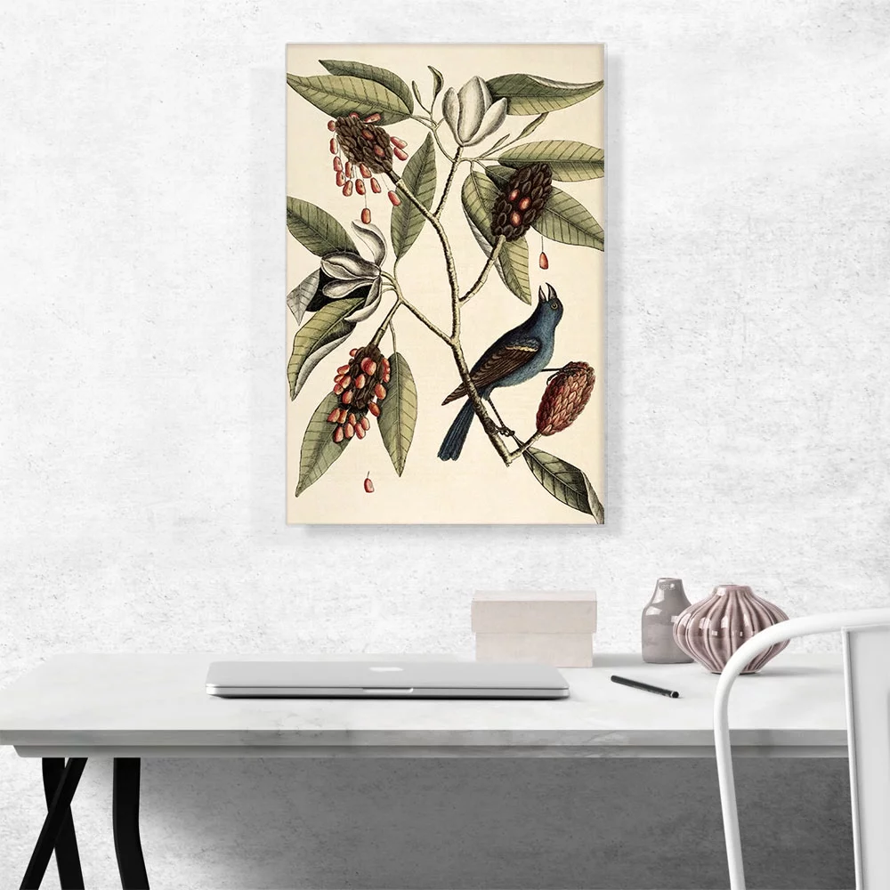 ARTCANVAS Southern Magnolia Canvas Art Print by Mark Catesby - Size: 26