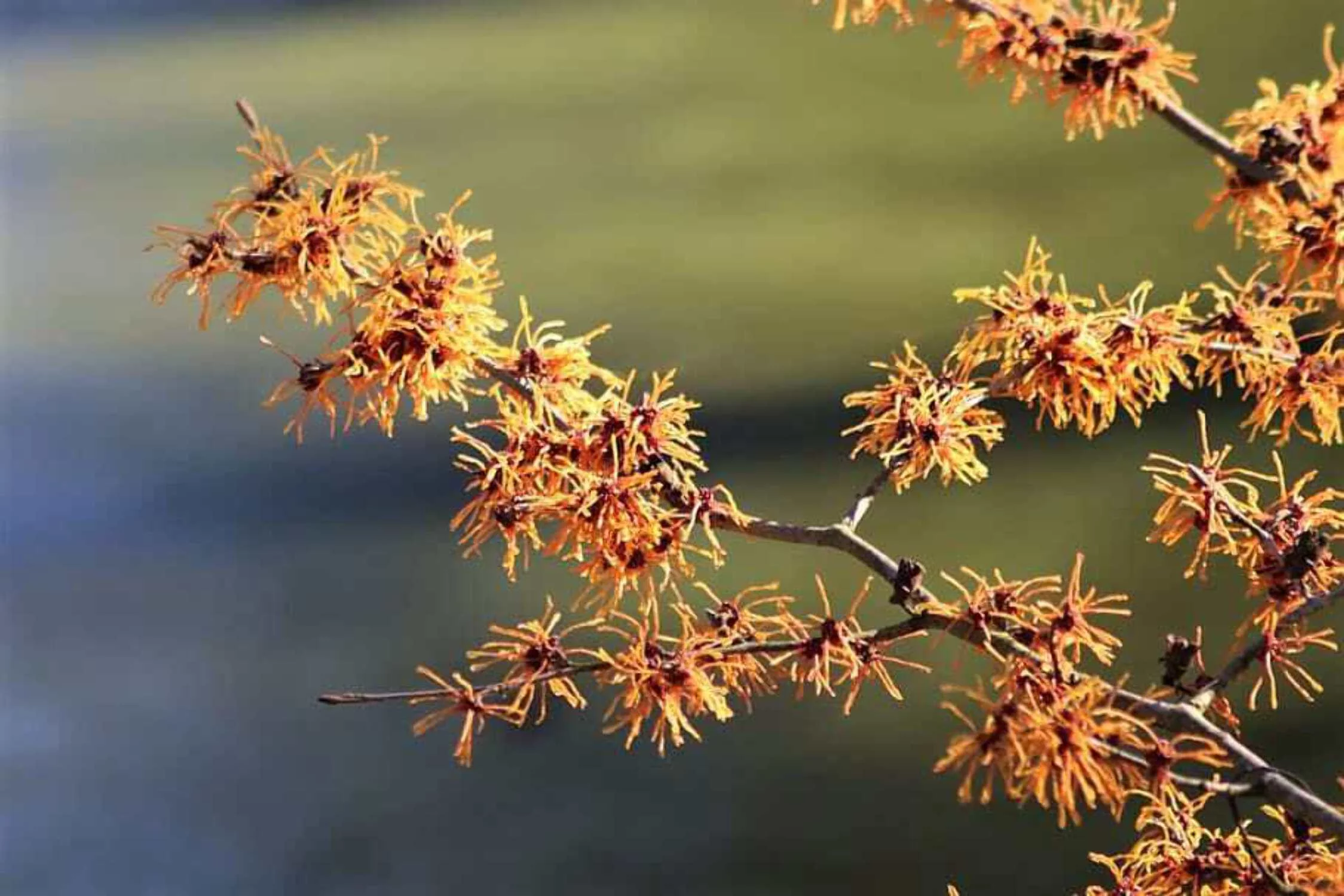 25 American WITCH HAZEL Hamamelis Virginiana Alder Shrub Tree Yellow Flower Seeds