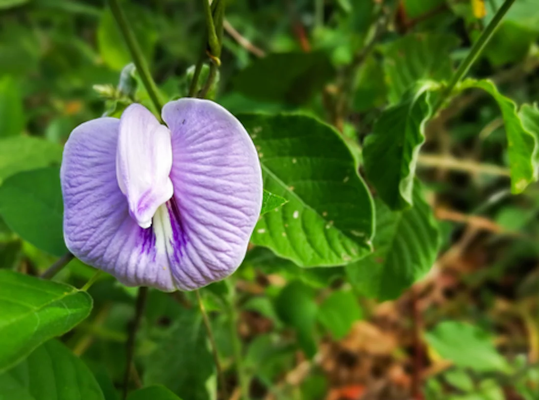 Tropical Seeds - Pink Butterfly Pea -10 Flower Seeds -  Centrosema pubescens  -Serendipity Seeds