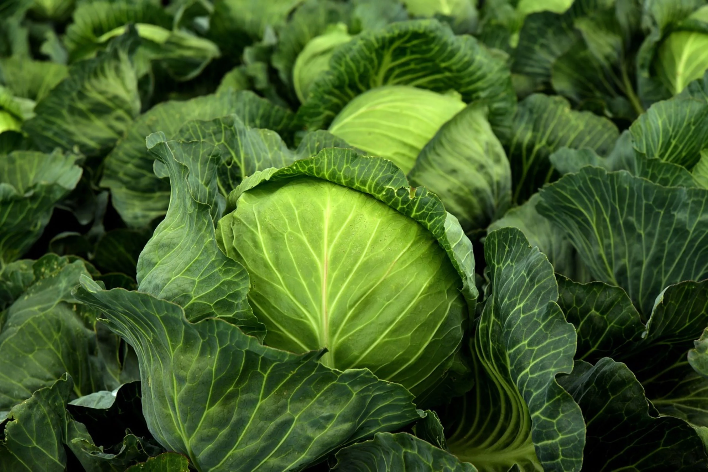 Copenhagen Early Market Cabbage Seeds/Annual/Full Sun/9K Seeds 1 oz/Zellajake Farm and Garden - B165