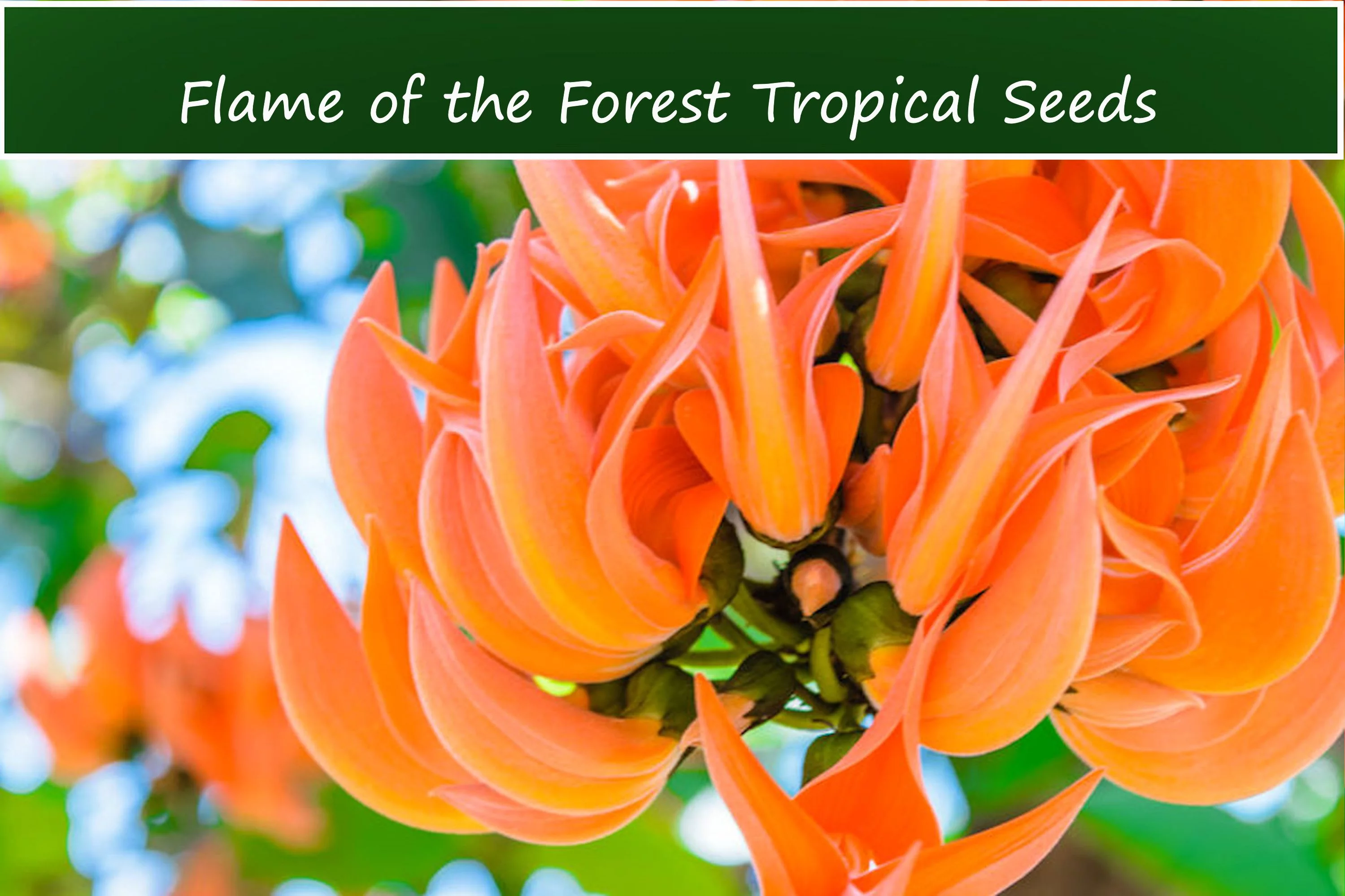 Tropical SEEDS- - Flame of the Forest Tree -5 Heirloom Seeds - Stunning Orange Blossom-  -Container Gardening -Butea monosperma- Serendipity Seeds