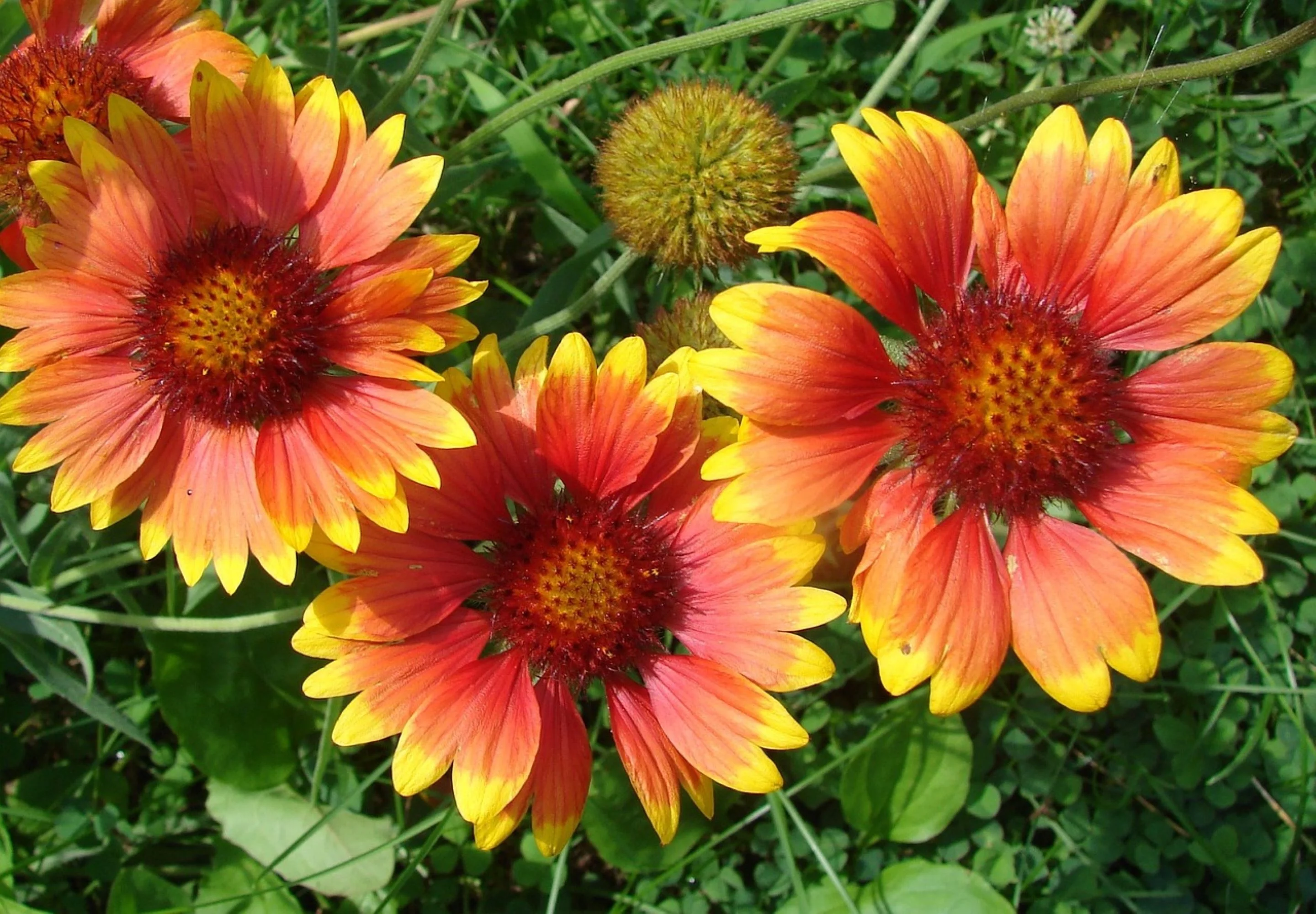 Great Blanket Flower Seeds/ Perennial/ Full Sun/1125 Seeds 1/8 oz / Zellajake Farm and Garden - B82