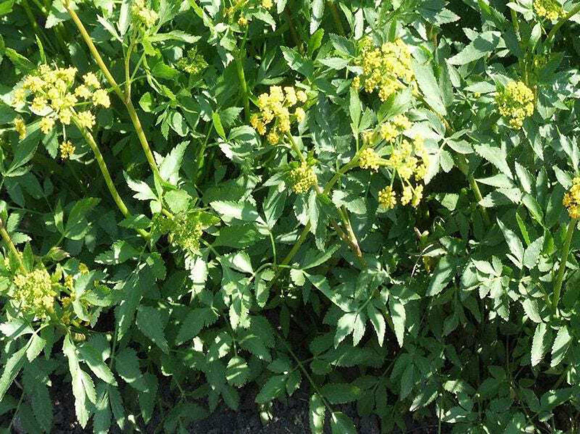150 GOLDEN ALEXANDER (Golden Zizia / Meadow Zizia) Zizia Aurea Flower Seeds