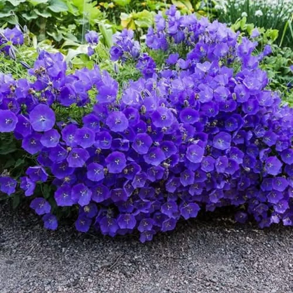 CHUXAY GARDEN 200 Seeds Campanula Carpatica Seed,Tussock Bellflower,Carpathian Harebell Blue Lovely Flowers Low-Growing Perennial Flowering Plant High Germination Rate