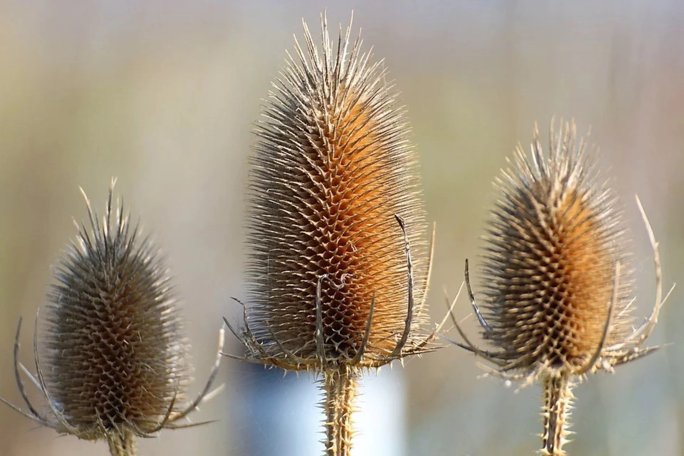 75 FULLERS TEASEL Indian Teasel Dipsacus Sativus White Flower Herb Seeds