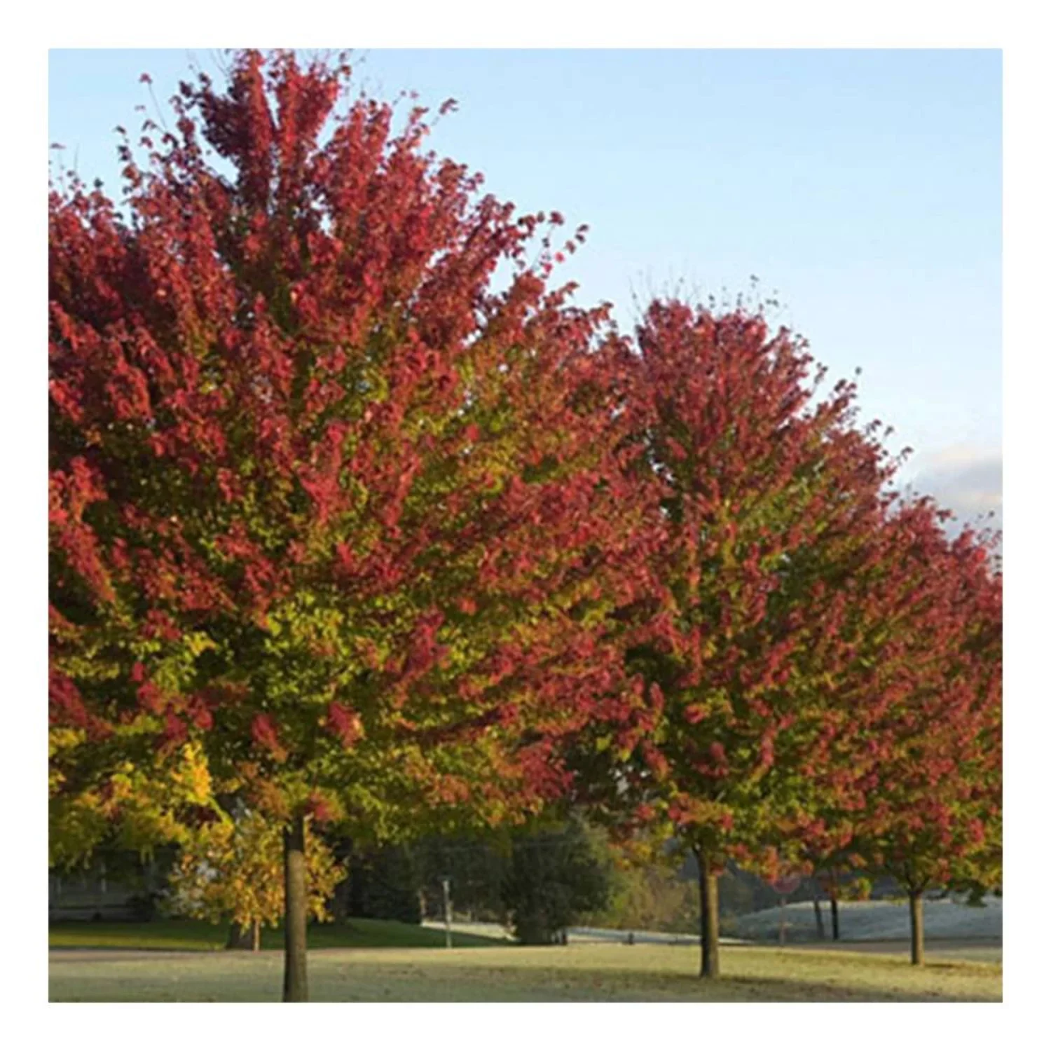 Maple Tree 'Burgundy Belle'