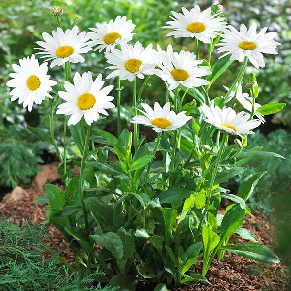 Brighter Blooms - Becky Shasta Daisy, 1 gal. - No Shipping To AZ,OR