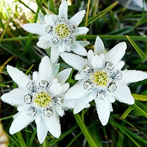 QAUZUY GARDEN 100 Edelweiss Seeds White Leontopodium Alpinu - Edible & Attract Pollinators - Perennial Beautiful Woody Flower - Showy Houseplant Ground Lawn Cover