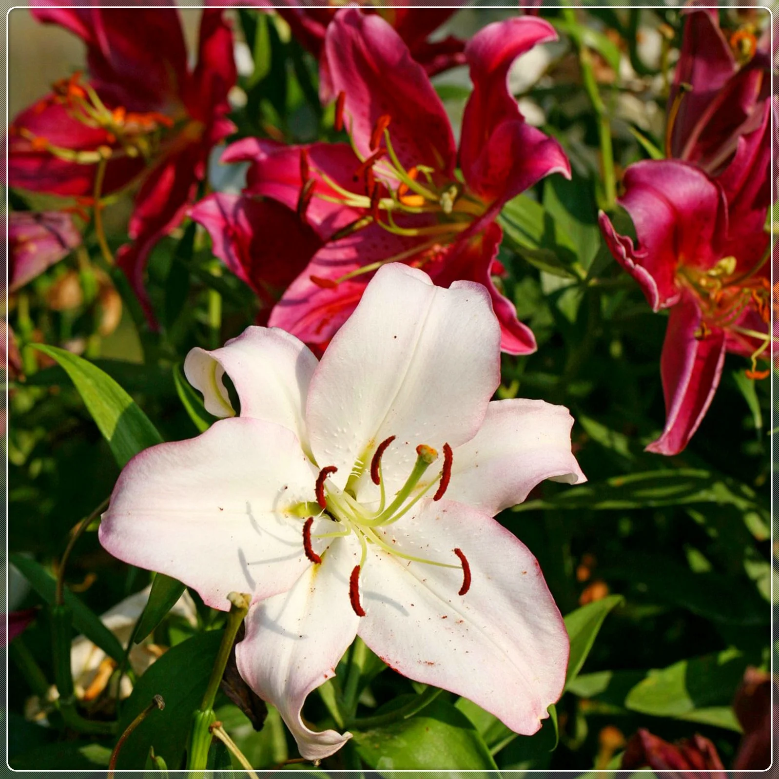 Lily Bulbs, Summer Flowers, Bulb Flowers, Bright, Fragrant Flowers, Charming，Temperament, Fresh Air,Tiger Lily Bulbs，Lily Bulbs For Sale