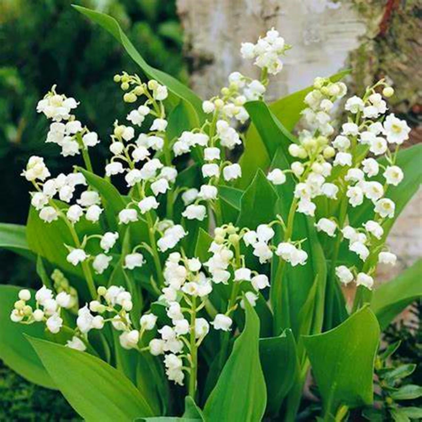 Lily Of The Valley Bulbs, Aromatic Plants ，Lily Of The Valley Plants Live,Perennial Bulbs,Potted PlantsLily Of The Valley Bulbs For Sale