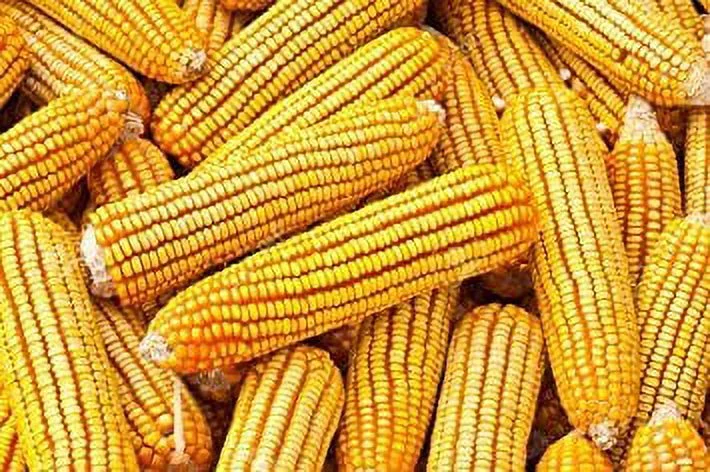 Bulk Corn Cobs Locally Grown for Wildlife Feeding Squirrels, Deer, Chipmunks (25 Pounds)