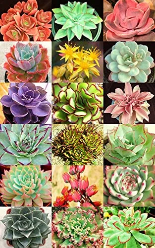Succulent Seeds Mix - 30+ Seeds - Echeveria Species Mix - Ships from Iowa, USA - Grow Exotic Succulent Cacti