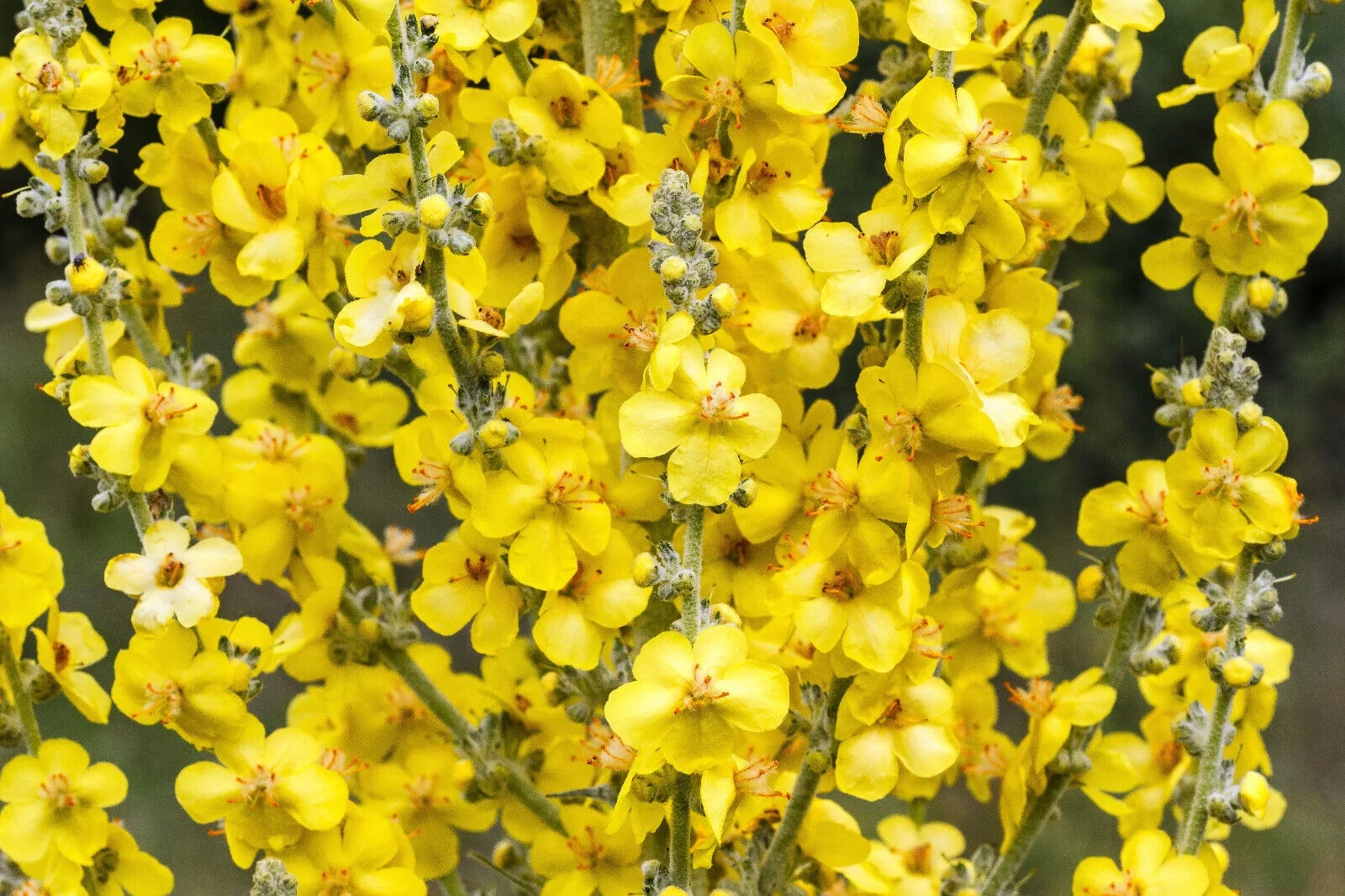 150 YELLOW VERBASCUM Thapsus Common Mullein Flower Herb Seeds *Flat S/H