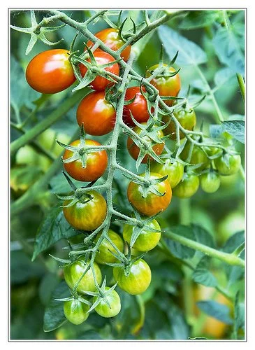 Clovers Garden Grape Tomato Plant– Two (2) Live Plants – Not Seeds – Each 5