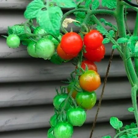 Clovers Garden Grape Tomato Plant– Two (2) Live Plants – Not Seeds – Each 5