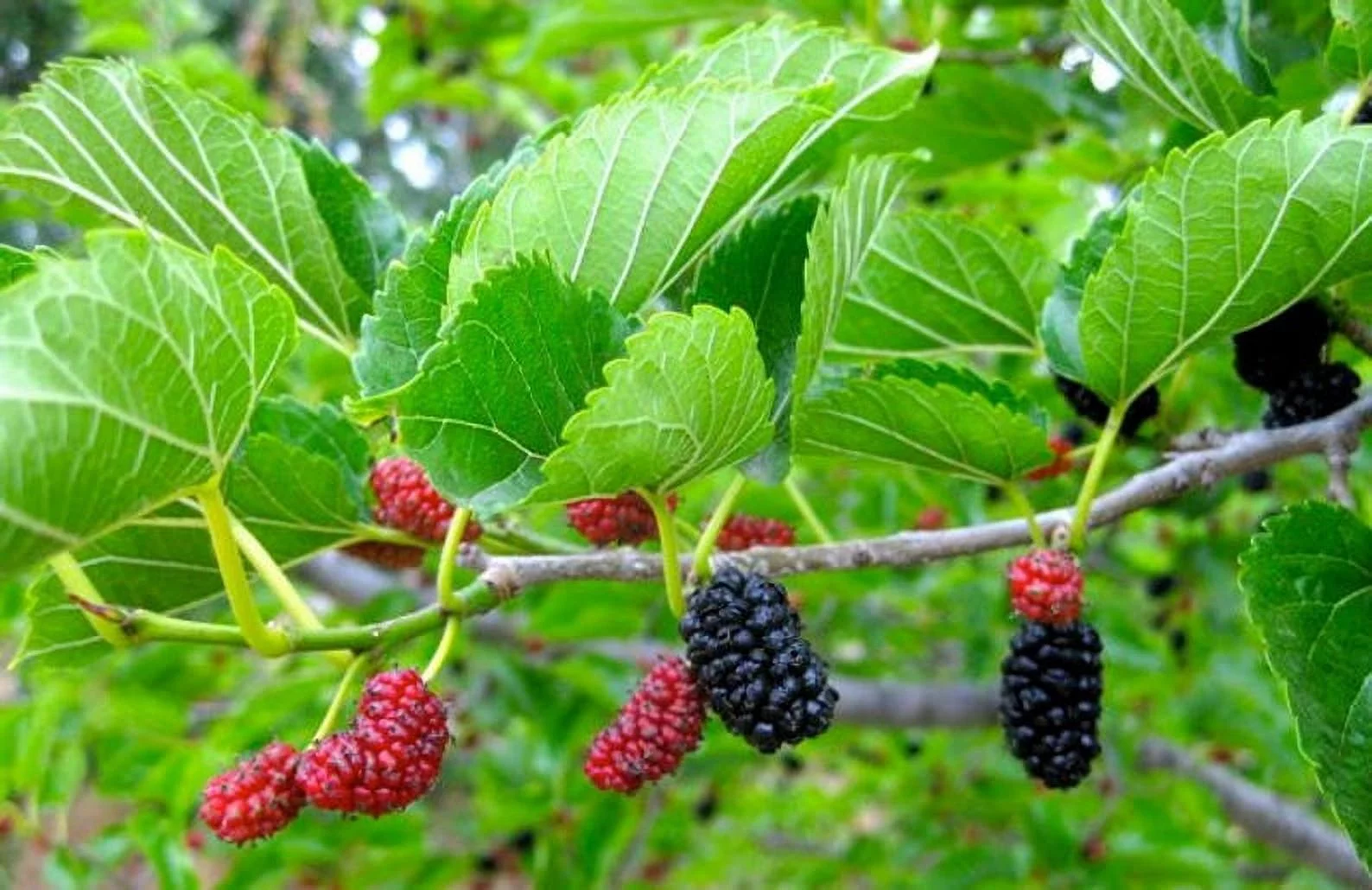 Red Mulberry Tree – Morus Rubra