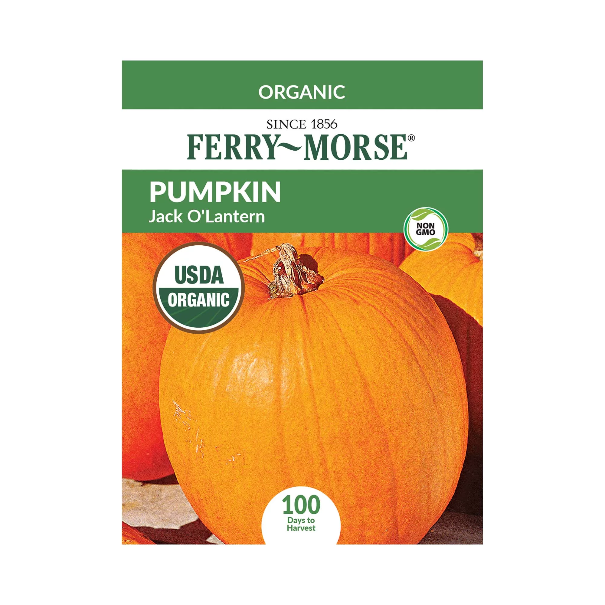 Ferry-Morse Organic 2100MG Pumpkin Jack O'Lantern Vegetable Plant Seeds Full Sun