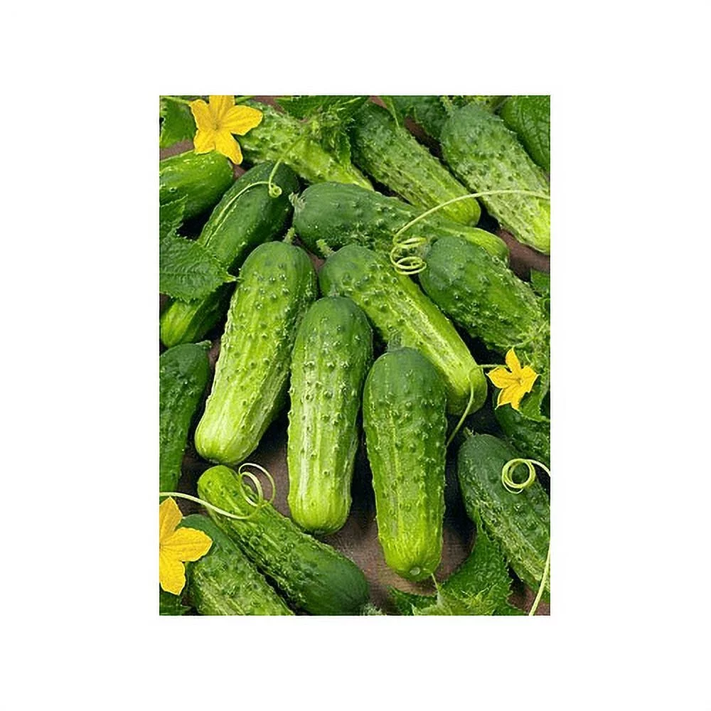 Cucumber Boston Pickling Great Heirloom Vegetable by Seed Kingdom Bulk 1/4 Lb Seeds