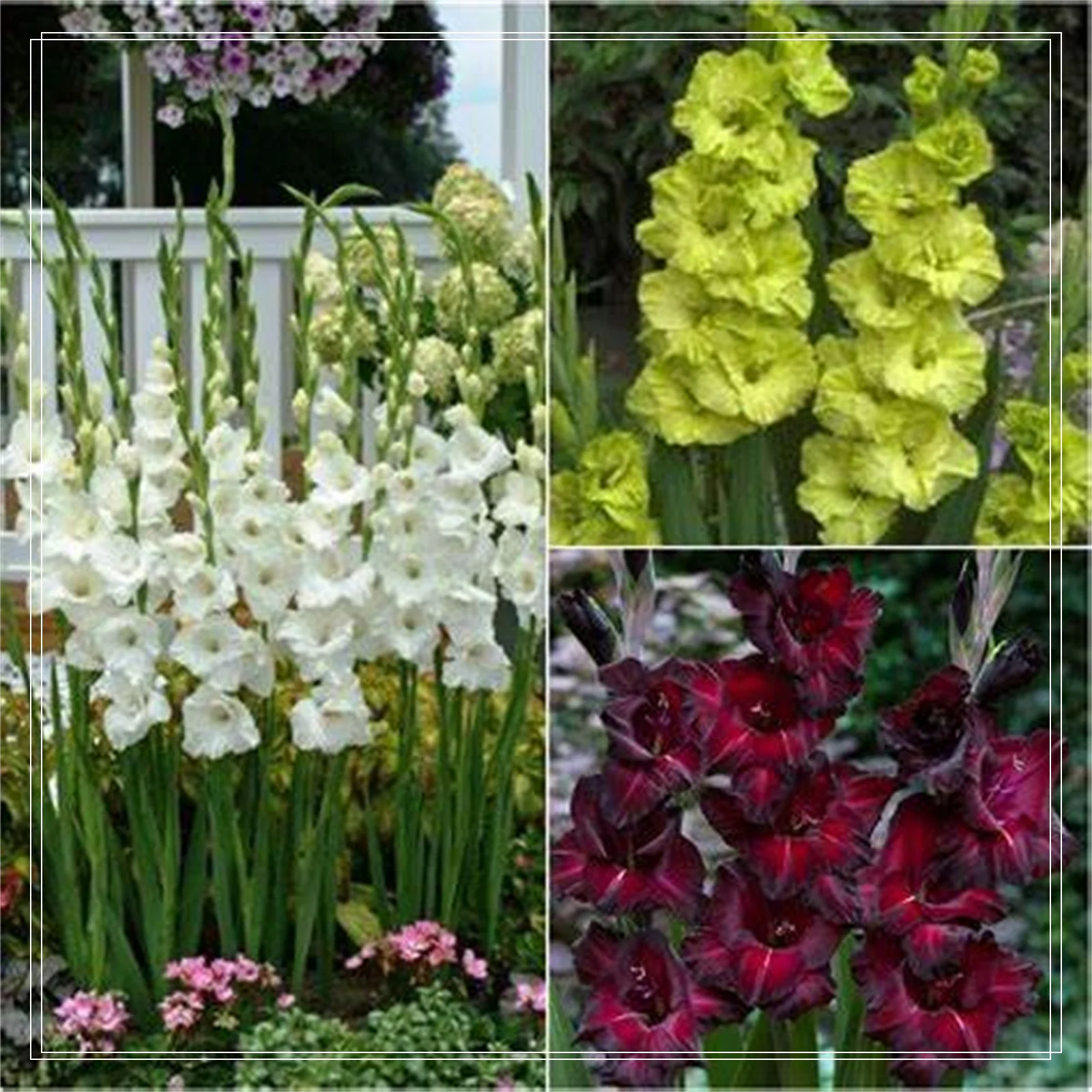 Gladiolus Bulbs, Require Little Water,Cold Tolerant Plants,Gladiolus Flower Bulbs,Gladiolus Bulbs,Gladiolus Flower Bulbs,Easy To Care For. Drought Tolerant, Are Suitable For Gardeners To Plant,