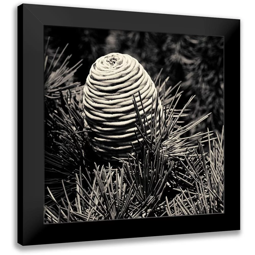 Horsfall, Gary 12x12 Black Modern Framed Museum Art Print Titled - Spruce Cone