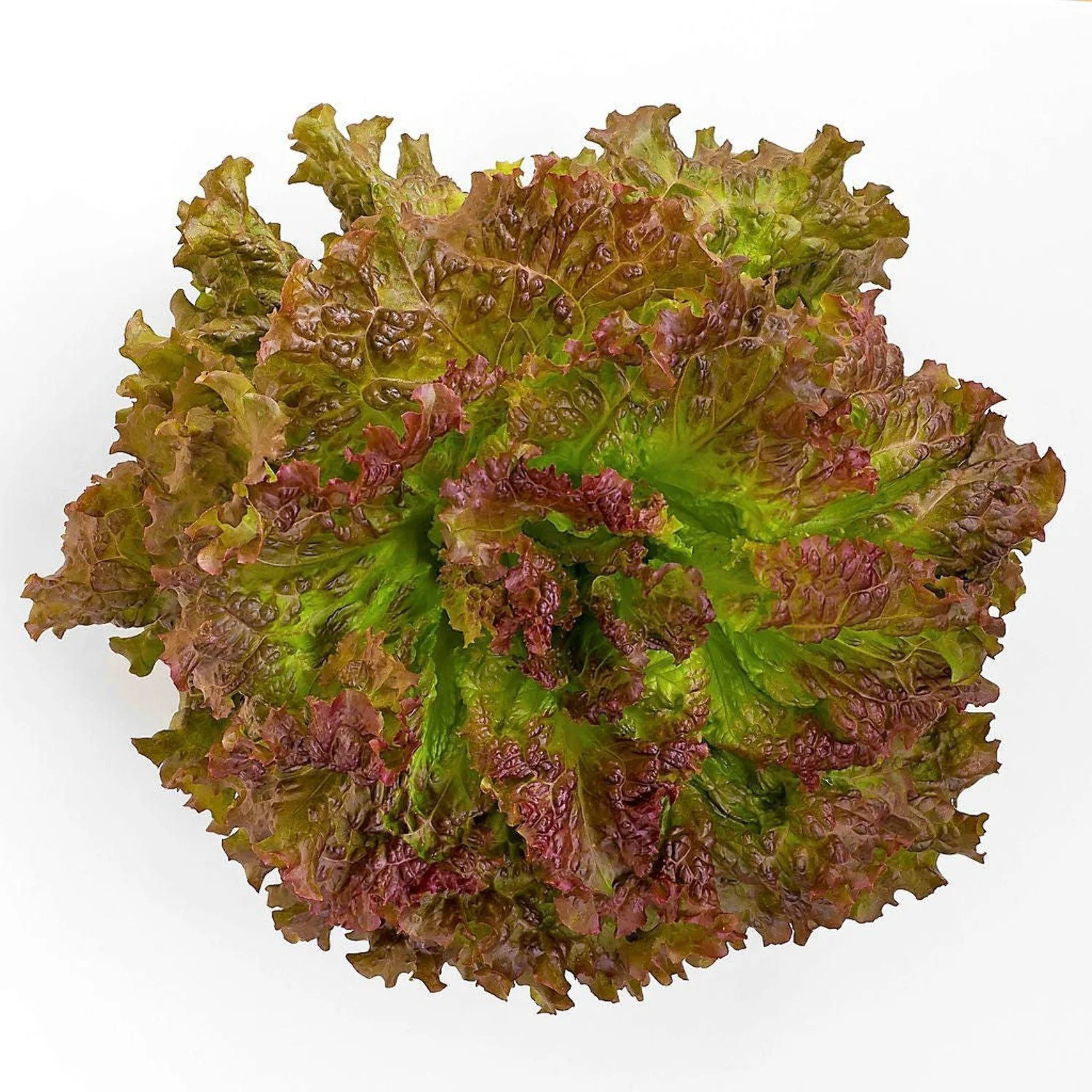 3000 PRIZEHEAD LETTUCE Loose Leaf Early Prize Head Red Lactuca Vegetable Seeds