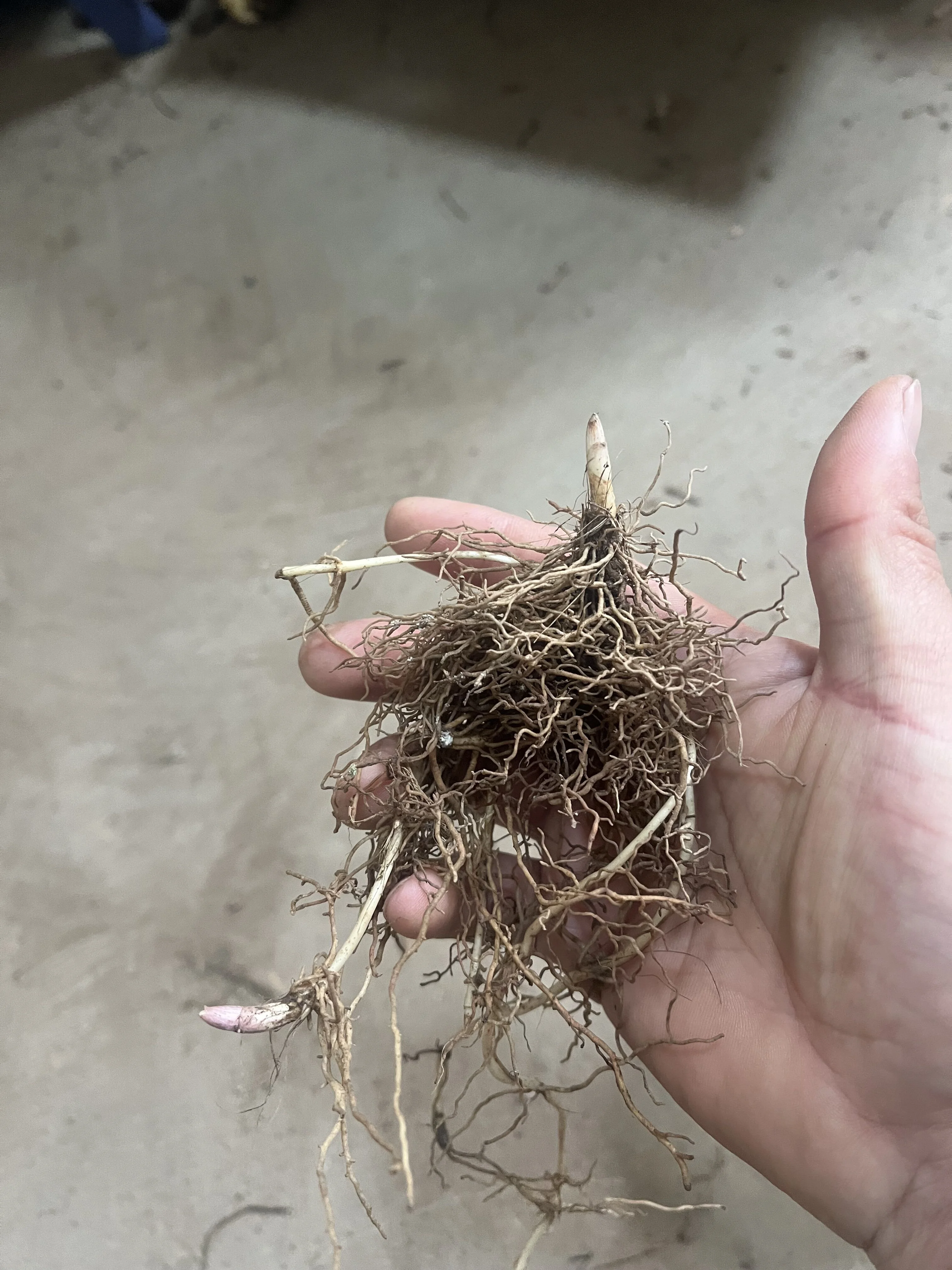 Lily Of The Valley Bulbs, Aromatic Plants ，Lily Of The Valley Plants Live,Perennial Bulbs,Potted PlantsLily Of The Valley Bulbs For Sale