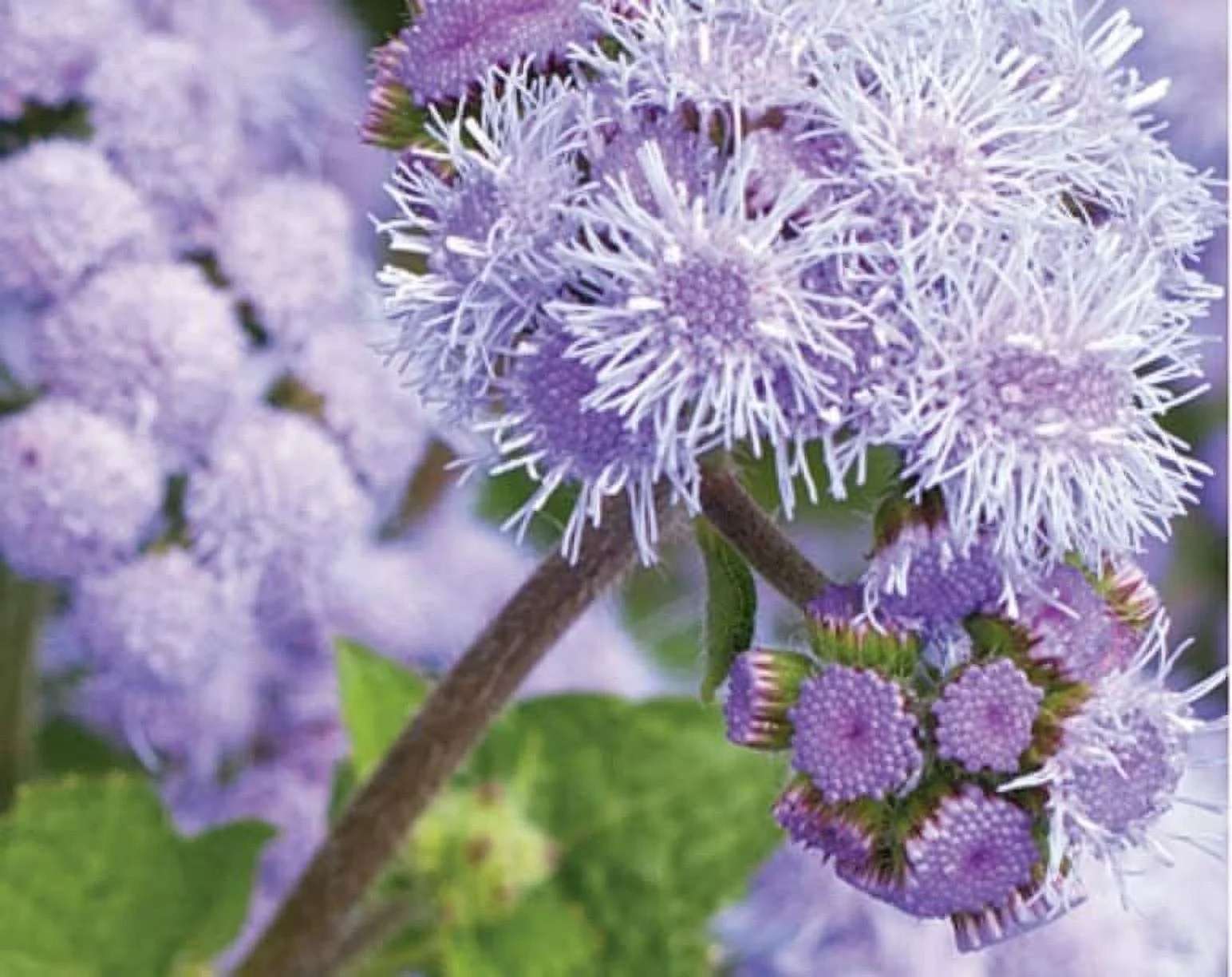 50 Blue Planet Ageratum Flower Seeds for Planting Ageratum houstonianum