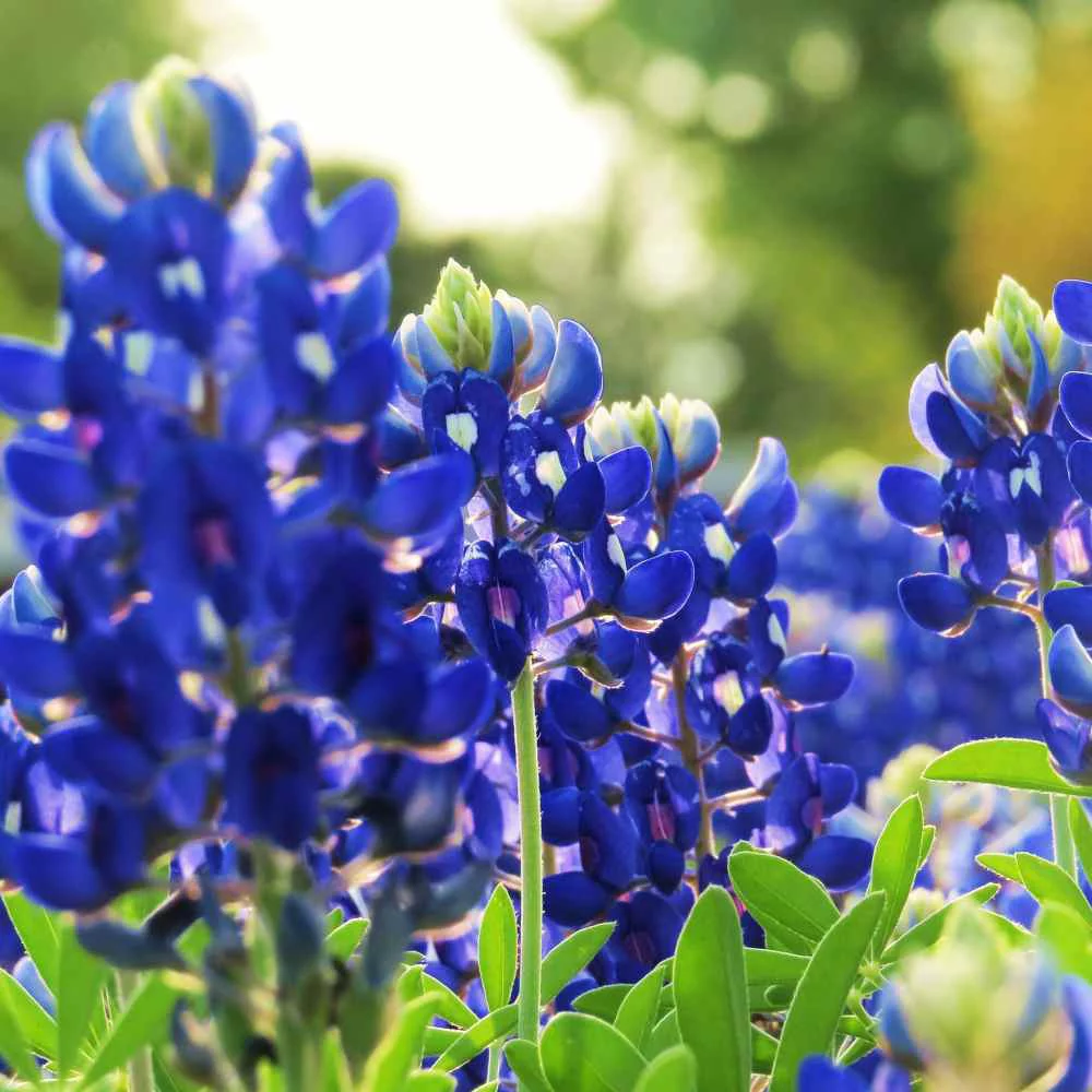 Texas Bluebonnet Seeds - Texas Bluebonnet Wildflower Seed - 5 LBS