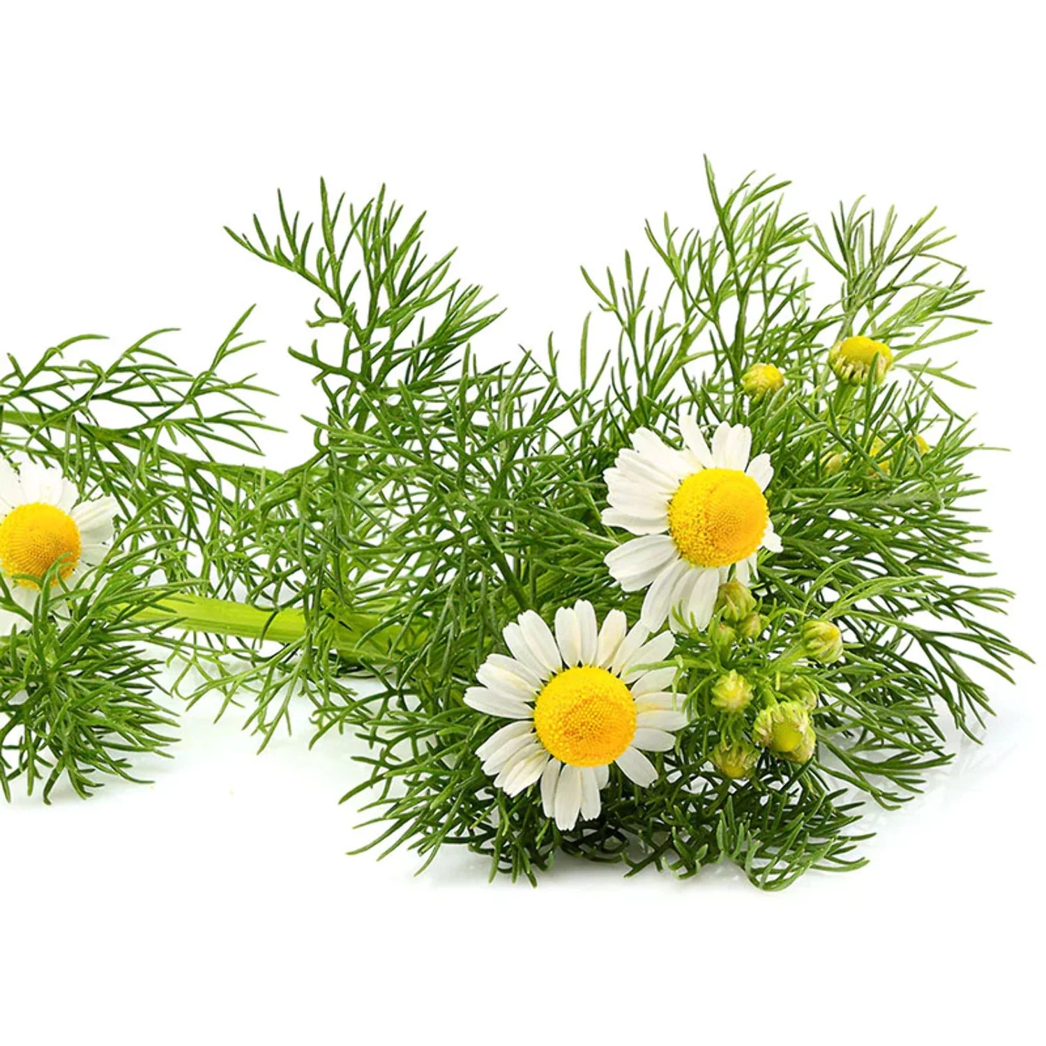 Chamomile German Seed