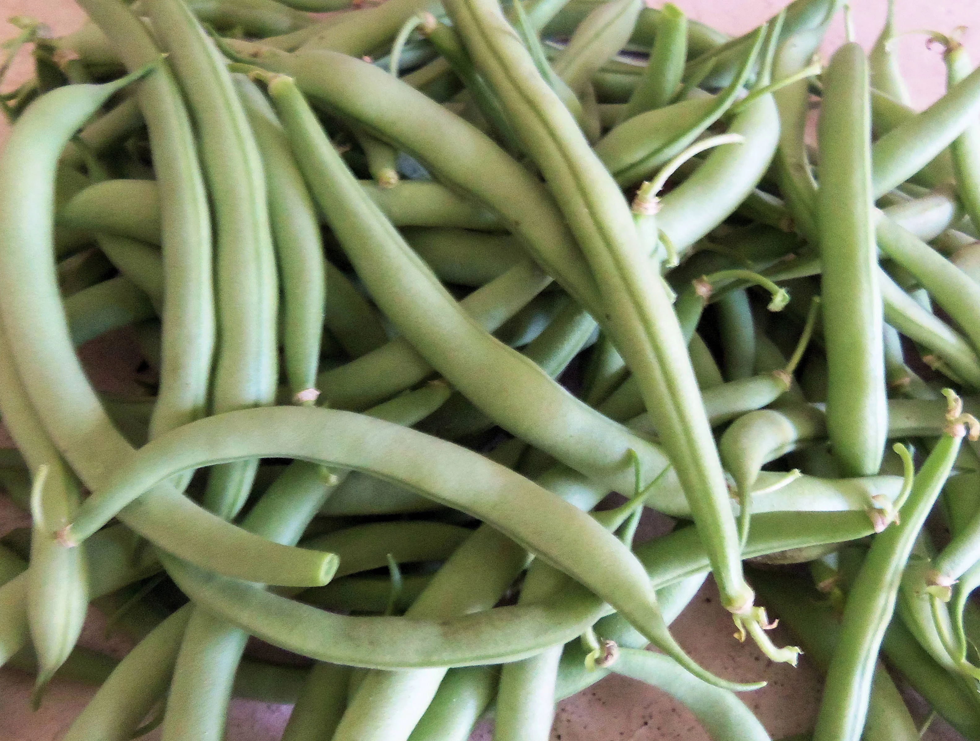 Bean SEEDS --Contender Bush Bean- 100 seeds- 6-8 inch stringless pods produce a week ahead of other beans-  Tasty fresh canned or Frozen