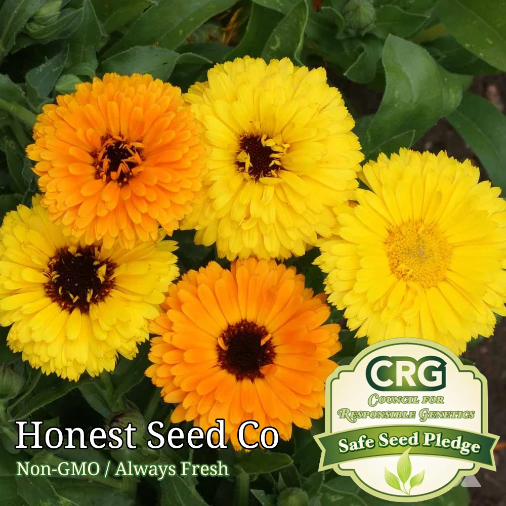 250+ Fiesta Gitana Calendula Flower Seeds - Color Mix Non-GMO Edible Flowers