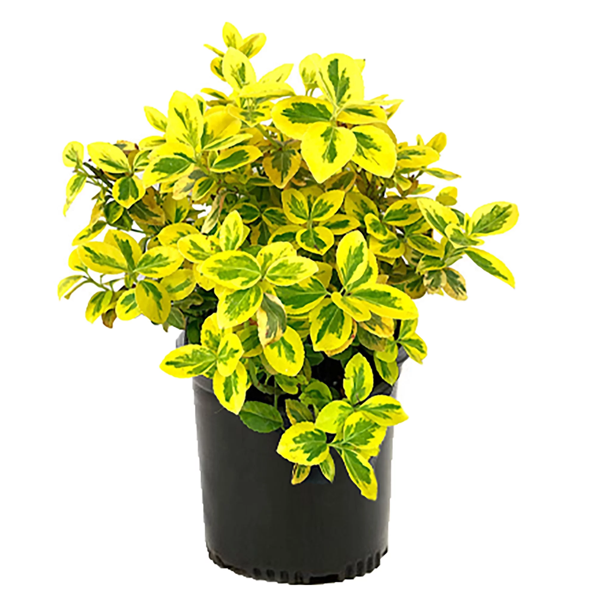 Baucom's Golden Euonymus Live Shrub