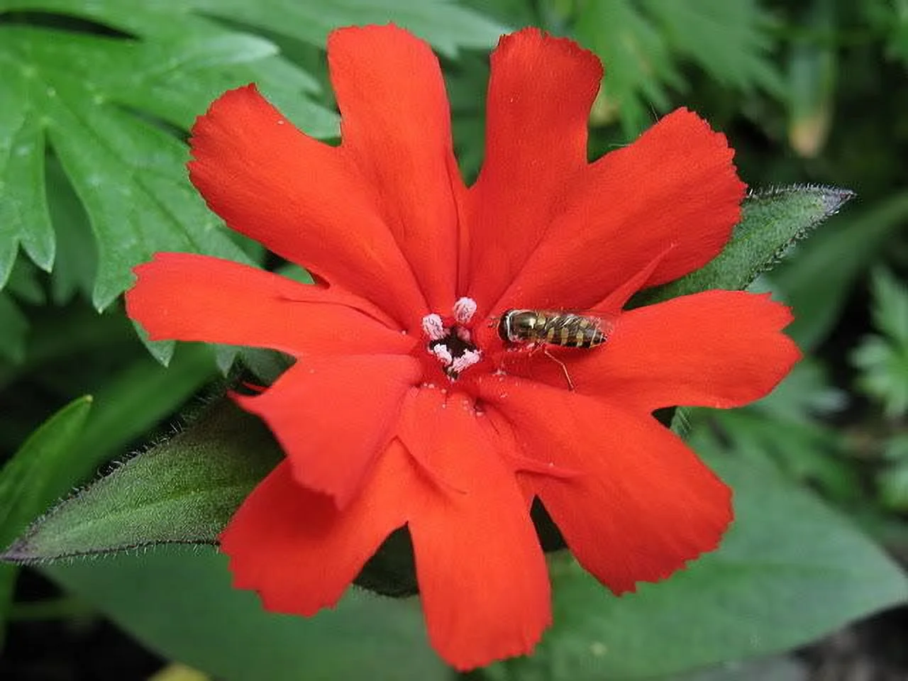 25 VESUVIUS CAMPION Red Orange Lychnis Arkwrightii Catchfly Flower Seeds *CombSH