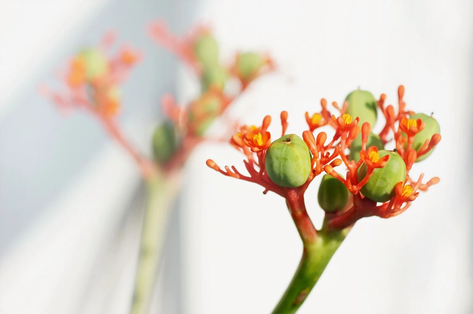 5 PHYSIC NUT Barbados Purging JATROPHA Curcas Tree Seeds BIO-DIESEL *Comb S/H