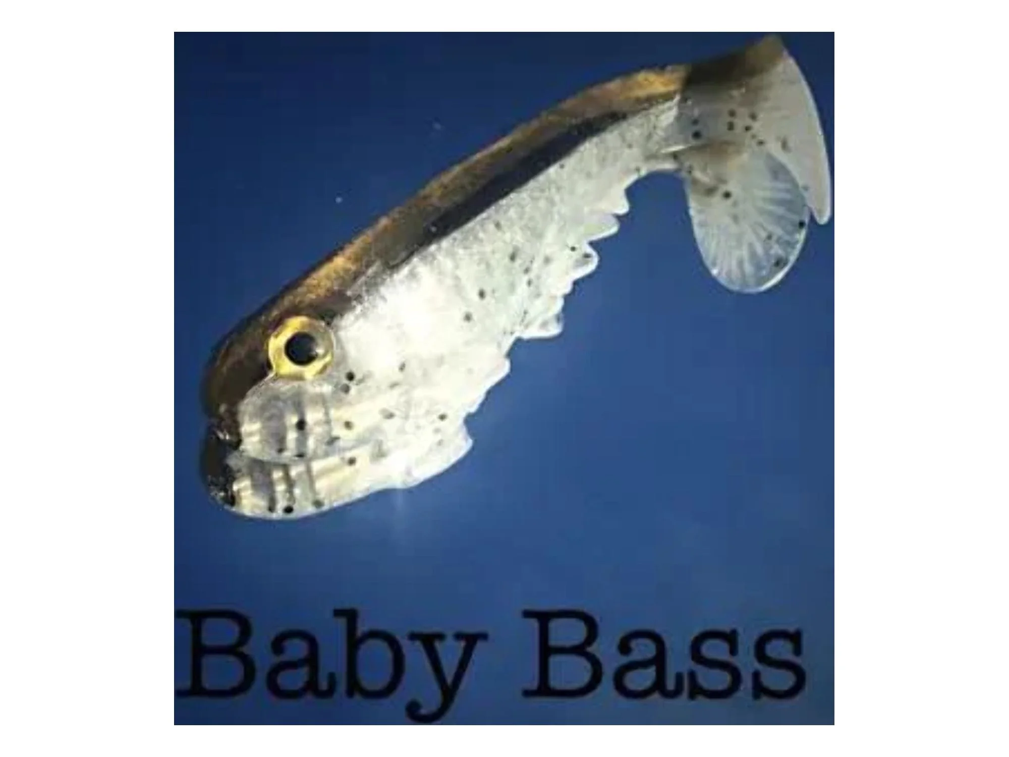 Smash-Tech Line-Thru Poacher