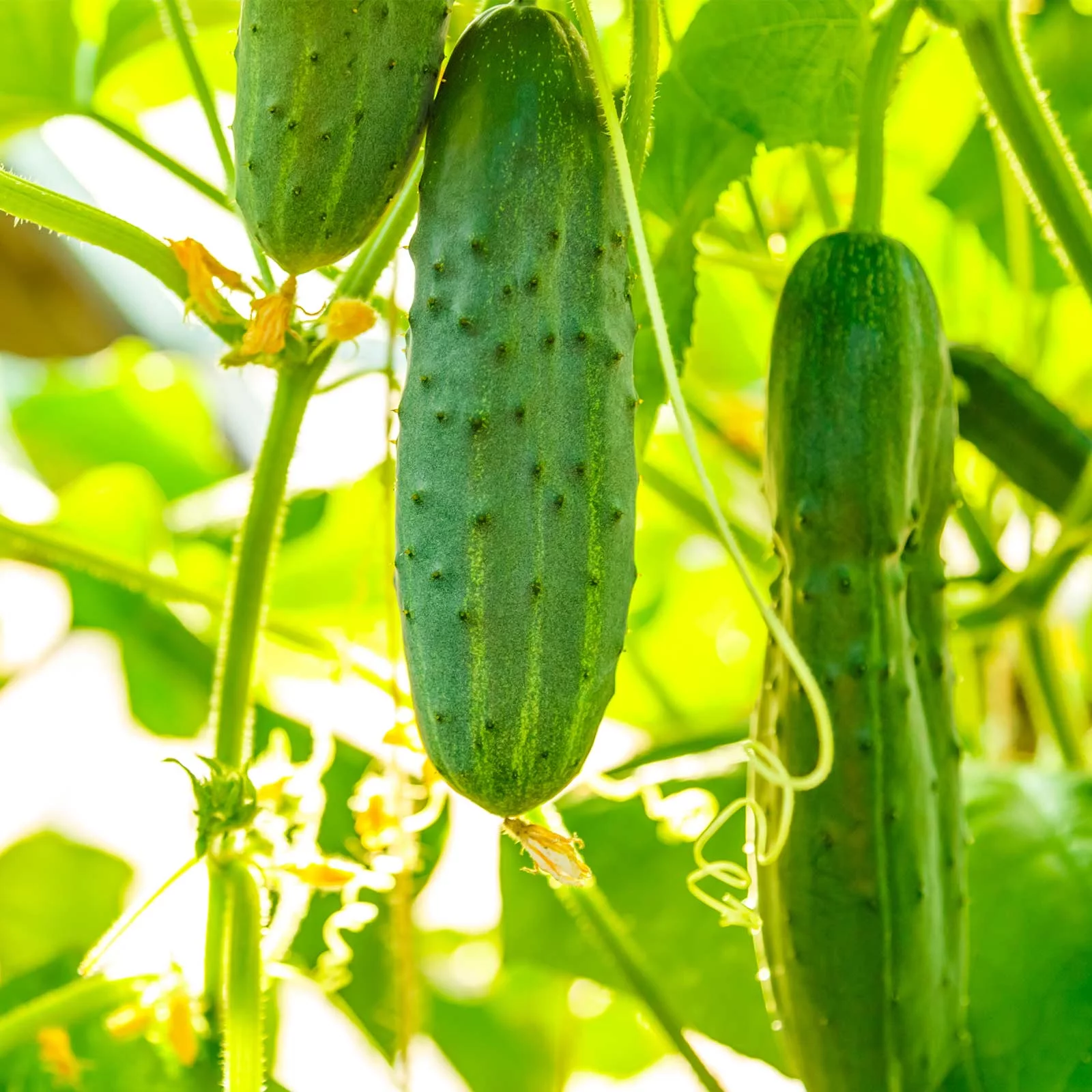 Salad Bush Hybrid Cucumber Garden Seeds - 1000 Seeds - Non-GMO, AAS Award Winner - Vegetable Gardening Seeds