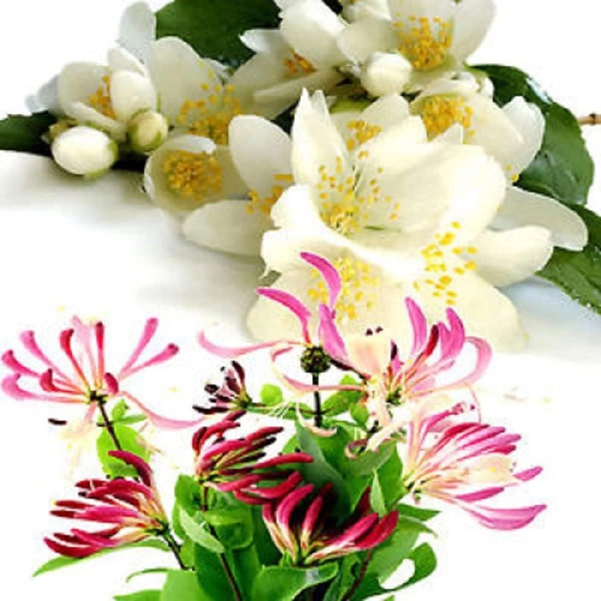 Jasmine Honeysuckle Fragrance Oil (Our Version Of The Brand Name) (8 Oz Bottle) For Candle Making, Soap Making, Making, Room Sprays, s, Car eners, Slime, Bath Bombs, Warmers...