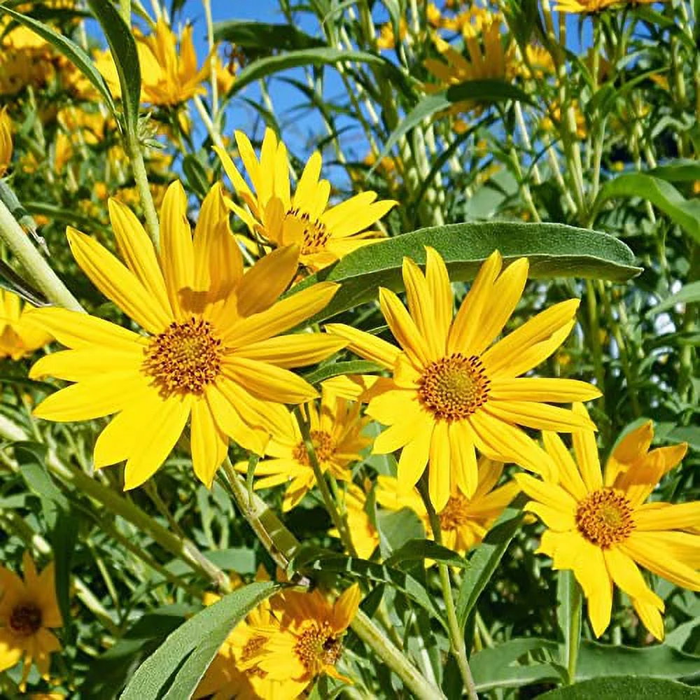 Maximilian Sunflower Seeds Helianthus Maximiliani Perennial Cut Flower Showy Attract Birds & Butterflies Drought Tolerant Bed Border Outdoor 250Pcs Flower Seeds by YEGAOL Garden