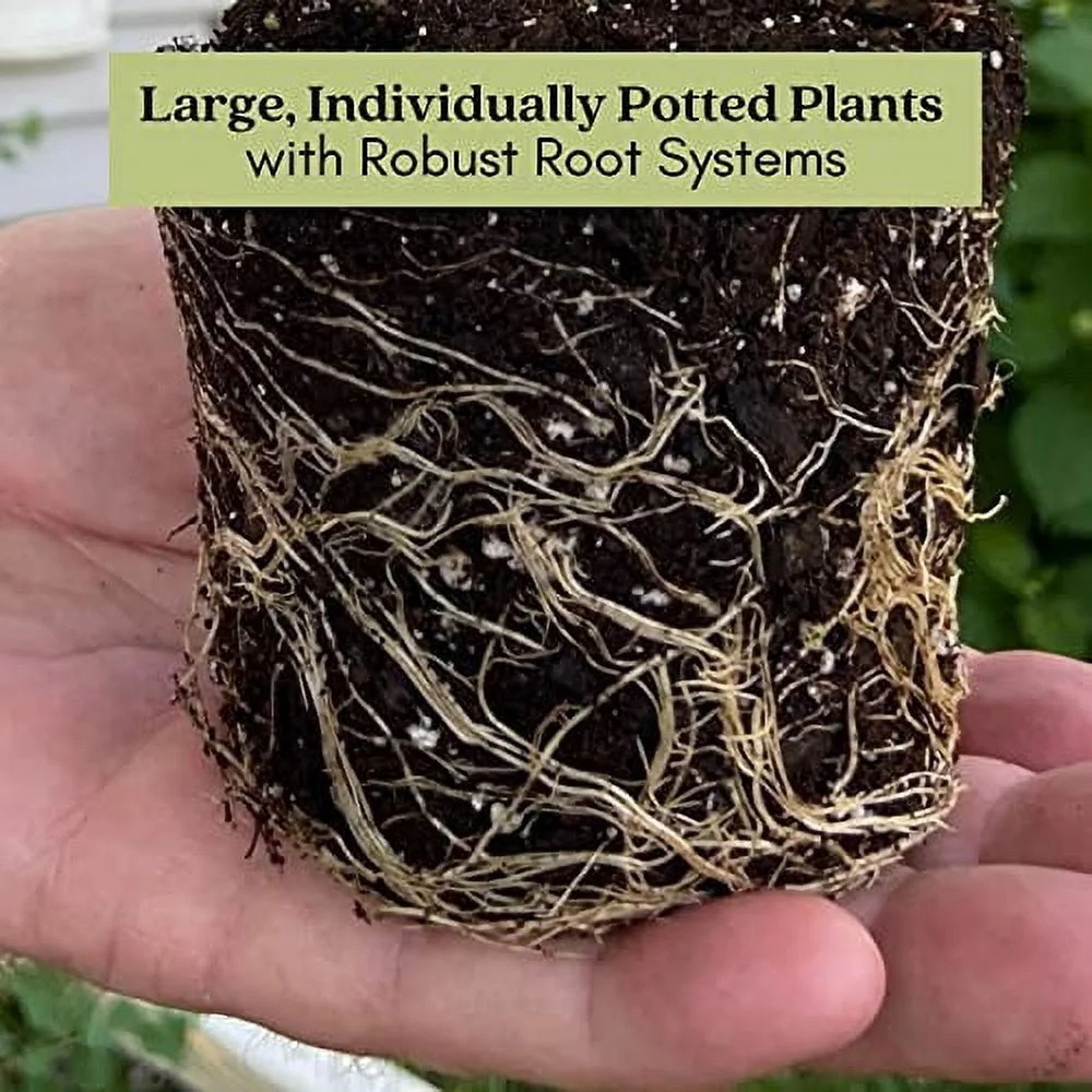 Clovers Garden Spearmint Mint Herb Plants - Two (2) Live Plants - Non-GMO - Not Seeds - Each 4