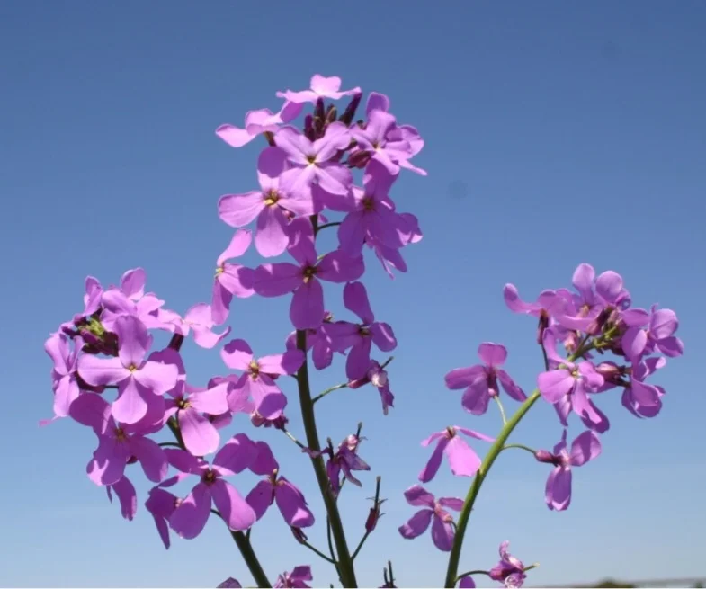 500 Seeds Dame's Rocket Seeds - Violet -Perennial - Free Shipping