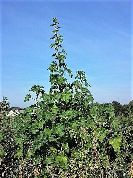100 CHINESE MALLOW Malva Verticillata Cluster Musk Flower Herb Vegetable Seeds