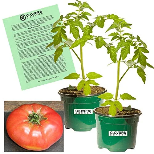 Clovers Garden Belgian Giant Tomato Plant– Two (2) Live Plants – Not Seeds – Each 5